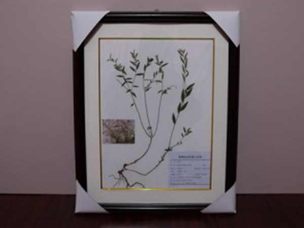 中草藥實驗教學(xué)標(biāo)本-遠志