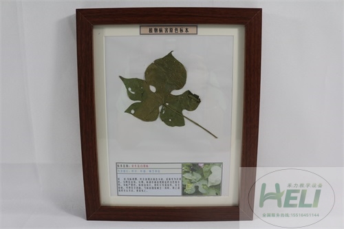 花卉病害原色教學(xué)標(biāo)本-牽?；ò卒P病